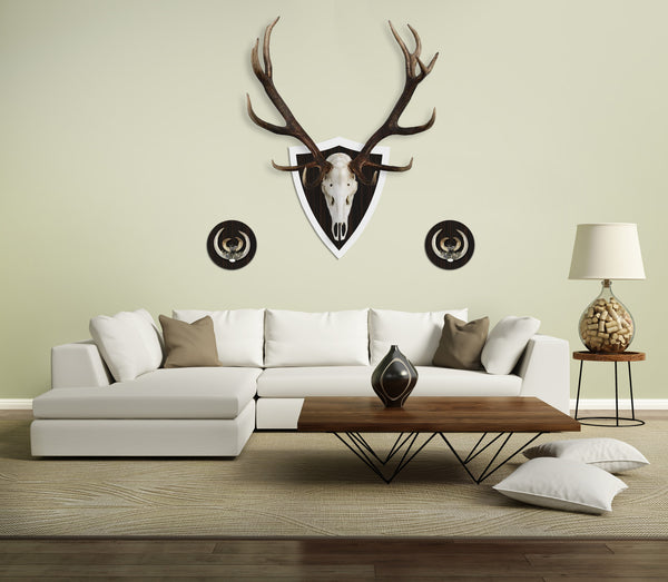 Hochglanz weißes Trophäenbrett mit Edelholz Damhirsch für moderne Jäger. Edles Geweih.