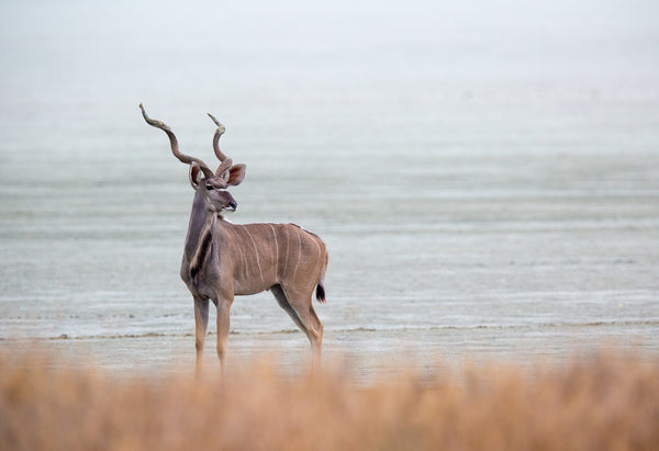 individuelle Geweihschilder, Trophäenplatten, Geweihhölzer nach Maß