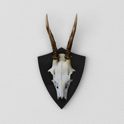 Trophäenschild Rehbock