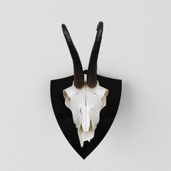 Modernes Trophäenschild Gamswild, Gamsbock - In Hochglanz lackiert