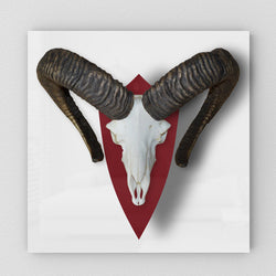 Exklusives Trophäenschild Muffelwild in Hochglanz Rot und Weiß