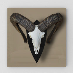 Trophäenbrett Muffelwild von WaidmannsDank